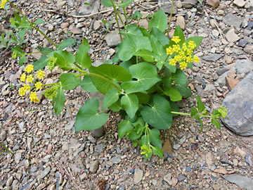 basal leaves